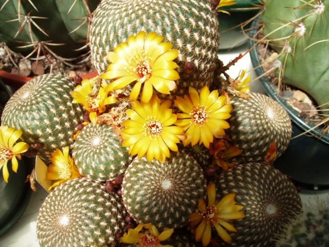 Sulcorebutia_arenacea_3